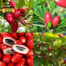 Tropical miracle berry for sale  Chantilly