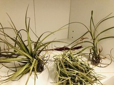 Wholesale tillandsia easy for sale  Fort Lauderdale