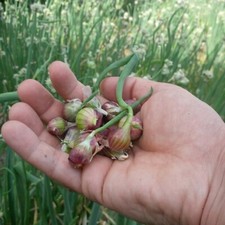 Bulbi cipolla egiziana usato  Camporosso