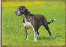 Cartolina bandog 1 usato  Spedire a Italy