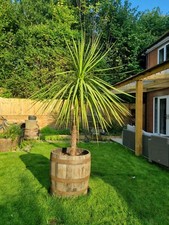 Genuine oak half for sale  LISS