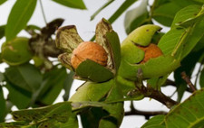 Black walnut tree for sale  Mcminnville
