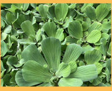 Medium water lettuce for sale  Lumberton