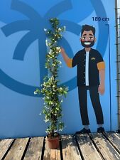 Jasmin toscan trachelospermum d'occasion  Expédié en France