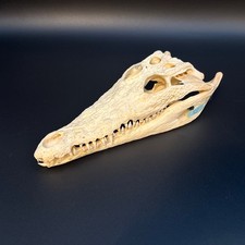 Krokodilschädel crocodylus ni gebraucht kaufen  Hamburg