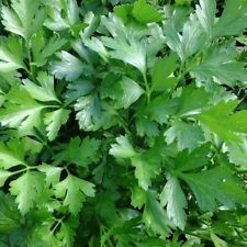 Italian giant parsley for sale  Deltona