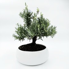 Little bonsai bonsai usato  Valenzano