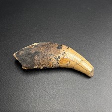 Rare fossil tooth usato  Italia