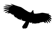 Vögel vogel aufkleber gebraucht kaufen  Gescher