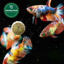 Female betta fish for sale  San Diego