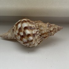 Concha natural colecionável Charonia Nodifera Lamarck comprar usado  Enviando para Brazil