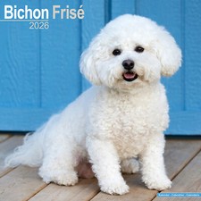 Bichon frise 2026 for sale  Shipping to Ireland