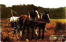 Postcard study horses for sale Postcard study horses for sale  NEWCASTLE