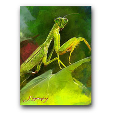 praying mantis for sale  Pasco