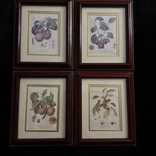 French botanical 19th for sale  Farmington