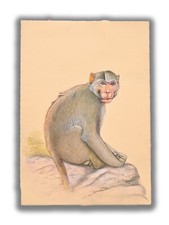 Pintura De Animal Macaco Indio Hecha A Mano 8.8 X 6 Pulgadas "PN13169" comprar usado  Enviando para Brazil