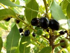 Semi alloro laurus usato  Francavilla al Mare