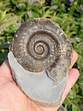 Great hildoceras bifrons for sale  REDCAR