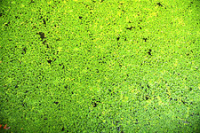 Große portion wasserlinsen gebraucht kaufen  Bodenkirchen