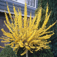 Forsythia weekend standard for sale  PETERBOROUGH