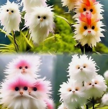 Semi orchidea gatto usato Semi orchidea gatto usato  Reggio Calabria