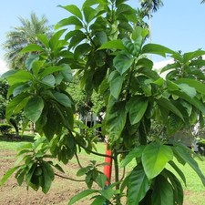 Persea americana avocatier d'occasion  Pouzauges