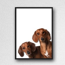 Sausage dachshund dog for sale  WOLVERHAMPTON