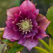 Perennial plant hellebore for sale  PETERBOROUGH