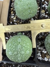 4.5cm cactus live for sale  BIRMINGHAM