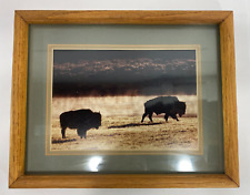 Yellowstone bison perry for sale  Mercer