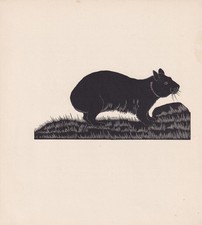 Gravura em madeira com estampa WOMBAT 1929 - Arte de parede - Animal antigo - 8 x 7,25 polegadas comprar usado  Enviando para Brazil