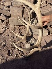 Elk antler sheds for sale  Lamy