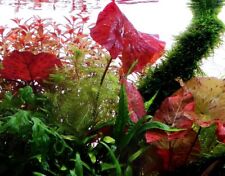 Aquarium pflanze nymphaea gebraucht kaufen  Worms