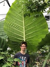 Używany, Leucocasia giagtea laos giant 100 nasion maj 2023 Zbiory na sprzedaż  Wysyłka do Poland