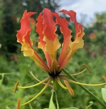 Samen wintergarten blumensamen gebraucht kaufen  Calw