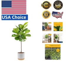 Stunning fiddle leaf for sale  Los Angeles
