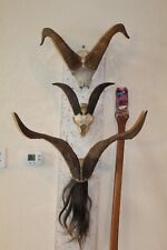 Trio catalina goat for sale  Brandon