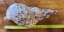 charonia tritonis for sale  Liberty