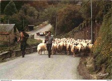 Animaux moutons pyrénées d'occasion  Fruges