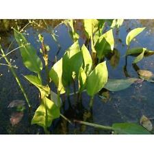 Alisma plantago aquatica for sale  MARKET RASEN