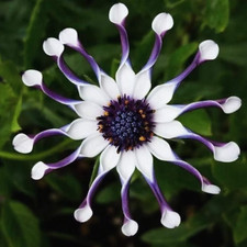 Sale269 african daisy gebraucht kaufen  Dettingen an der Erms