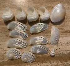 Vintage natural sea for sale  Livermore