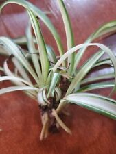 Spider airplane plants for sale  Odessa