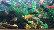 Aquarium komplett set gebraucht kaufen  Sobernheim