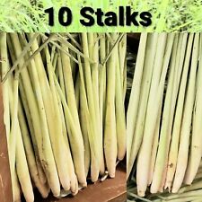 Lemongrass plant perennial for sale  Sugar Land