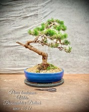 Pinus banksiana velda gebraucht kaufen  Lübben (Spreewald)