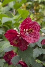 Abutilon hybrid red for sale  Danielson