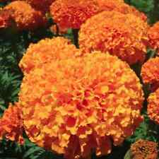 Sementes de flores de calêndula CALÊNDULA AFRICAN KEES LARANJA jardim de flores alto e espesso comprar usado  Enviando para Brazil