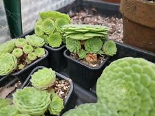 Aeonium tabuliforme dinner for sale  LEYLAND