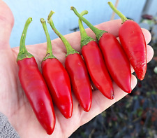 Semi peperoncino jalapeno usato  Italia